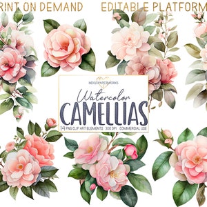 Watercolor Blush Camellia Clipart- 14 Pretty Camellia Flower Bouquet ...