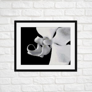 Puede incluir: Una fotografía en blanco y negro de una flor de orquídea blanca. La flor está enfocada y el fondo está desenfocado.