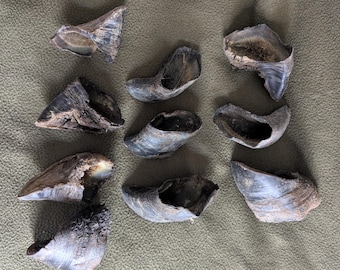 10 Buffalo Hooves