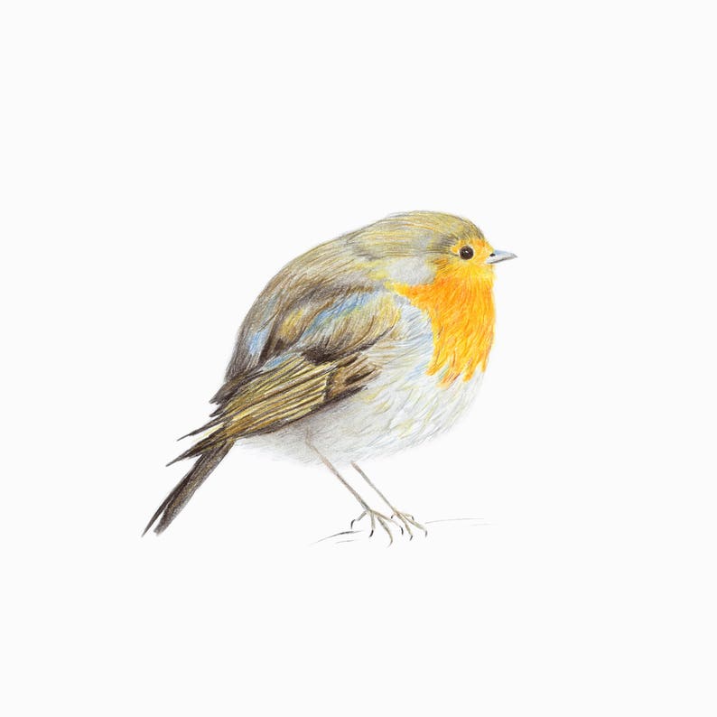 May include: A detailed pencil drawing of a robin, a small, common songbird with a bright orange breast, perched on a branch. The bird's feathers are depicted in shades of brown, gray, and blue.