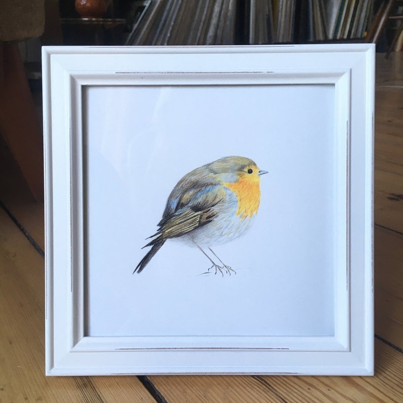 May include: A framed pencil drawing of a robin, a small, common songbird with a bright orange breast, perched on a branch. The robin is facing to the right, with its wings folded and its tail feathers spread out.