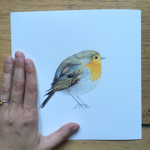 May include: A detailed pencil drawing of a robin, a small, plump bird with a bright orange breast, perched on a branch. The bird's feathers are meticulously rendered, showing the intricate details of its plumage.