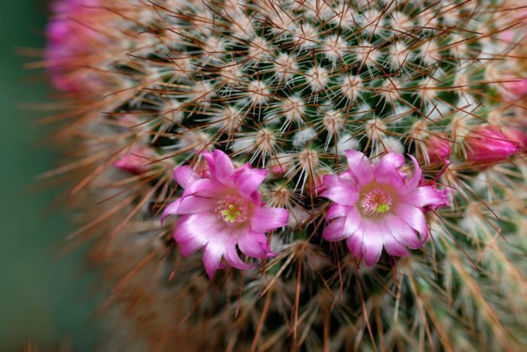 100 Baja Cactus Blossom Fragrance Oil BBW Type Etsy
