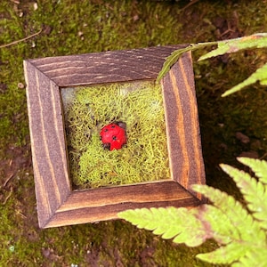 Ladybug Cottagecore Lidded Trinket Box | Dark Academia Insect Jewelry Box | Moss Lady Beetle Catchall Dish | Wooden Lady Bird Gift