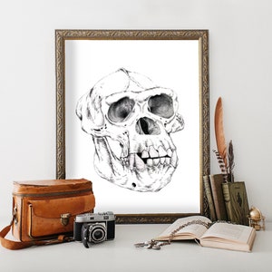 May include: A black and white drawing of a primate skull in a gold frame. The skull is detailed and realistic, with visible teeth and eye sockets. The drawing is on a white background.