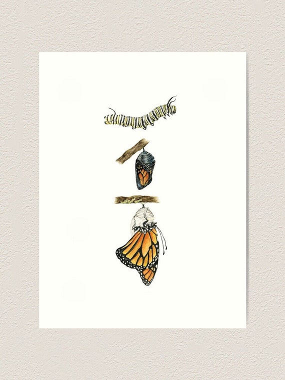 Butterfly in Watercolor and India Ink by Emily Page