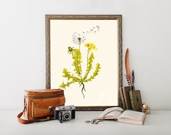 May include: A vintage botanical illustration of a dandelion with yellow flowers and white seed heads in a gold frame. The illustration is on a white background.