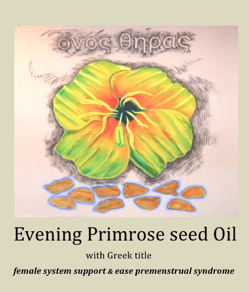 SOLD Evening Primrose: Botanical Cure image 5