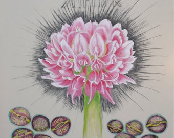 Red Clover Cure
