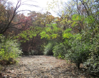 Fotografie-Arkansas Dry Creek, Landschaft Foto von Arkansas Dry Creek führt bis in den Herbst