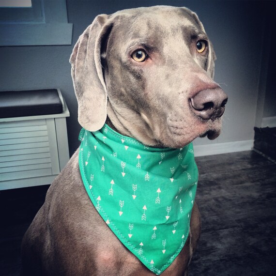 Green arrow dog collar online