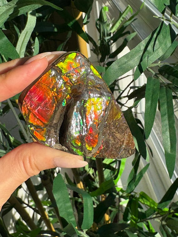 カナダ アンモライト 宝石標本 天然カナダ産アンモライト標本 / 高品質希少アンモライト化石