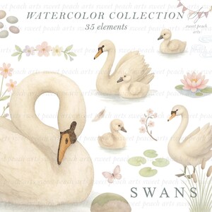 Swan Clipart Watercolor Wedding Love Couple Marriage Pond Garden Bird Digital Art png Bundle Clip art Painting COMMERCIAL LICENSE INCLUDED