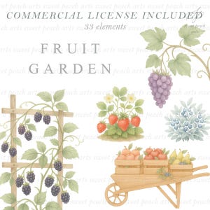 May include: Watercolor illustration featuring a fruit garden theme. Includes images of blackberries on a trellis, strawberries, grapes, blueberries, and a wheelbarrow filled with apples, peaches, and pears. The text "FRUIT GARDEN" is displayed.