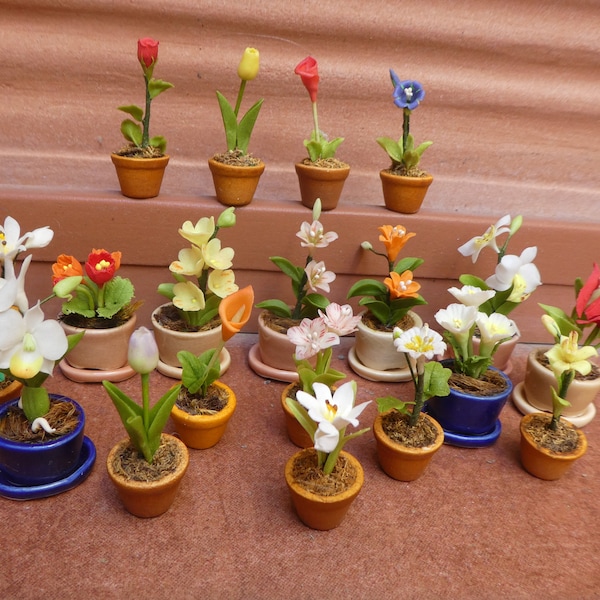 Flowering plants in pot