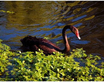 The Black Swan - original painterly photograph