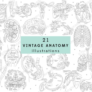 Vintage Anatomy Illustrations, Anatomy Clipart Set, Medical Graphics, Anatomy Clip Art, Anatomy Illustrations, Anatomy Art, Instant Download