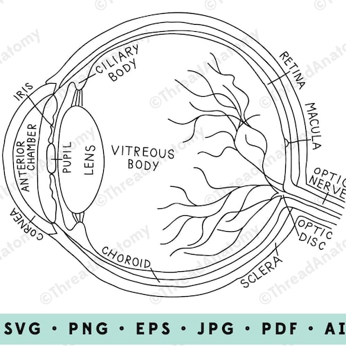 Anatomy Of The Eye Coloring Pages