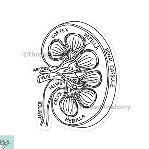 Adesivo de anatomia renal, adesivo renal, decalque renal, doença renal crônica, síndrome do quebra-nozes, estudante de medicina, adesivo nefrologista