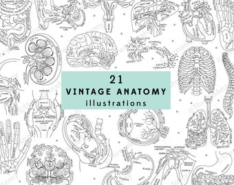 Vintage Anatomy Illustrations, Anatomy Clipart Set, Medical Graphics, Anatomy Clip Art, Anatomy Illustrations, Anatomy Art, Instant Download