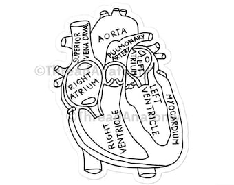 Autocollant d’anatomie cardiaque, décalcomanie anatomique du cœur, autocollants d’anatomie cardiaque, étudiant en médecine, autocollant d’étudiant en soins infirmiers, autocollant Kiss-Cut en cardiologie