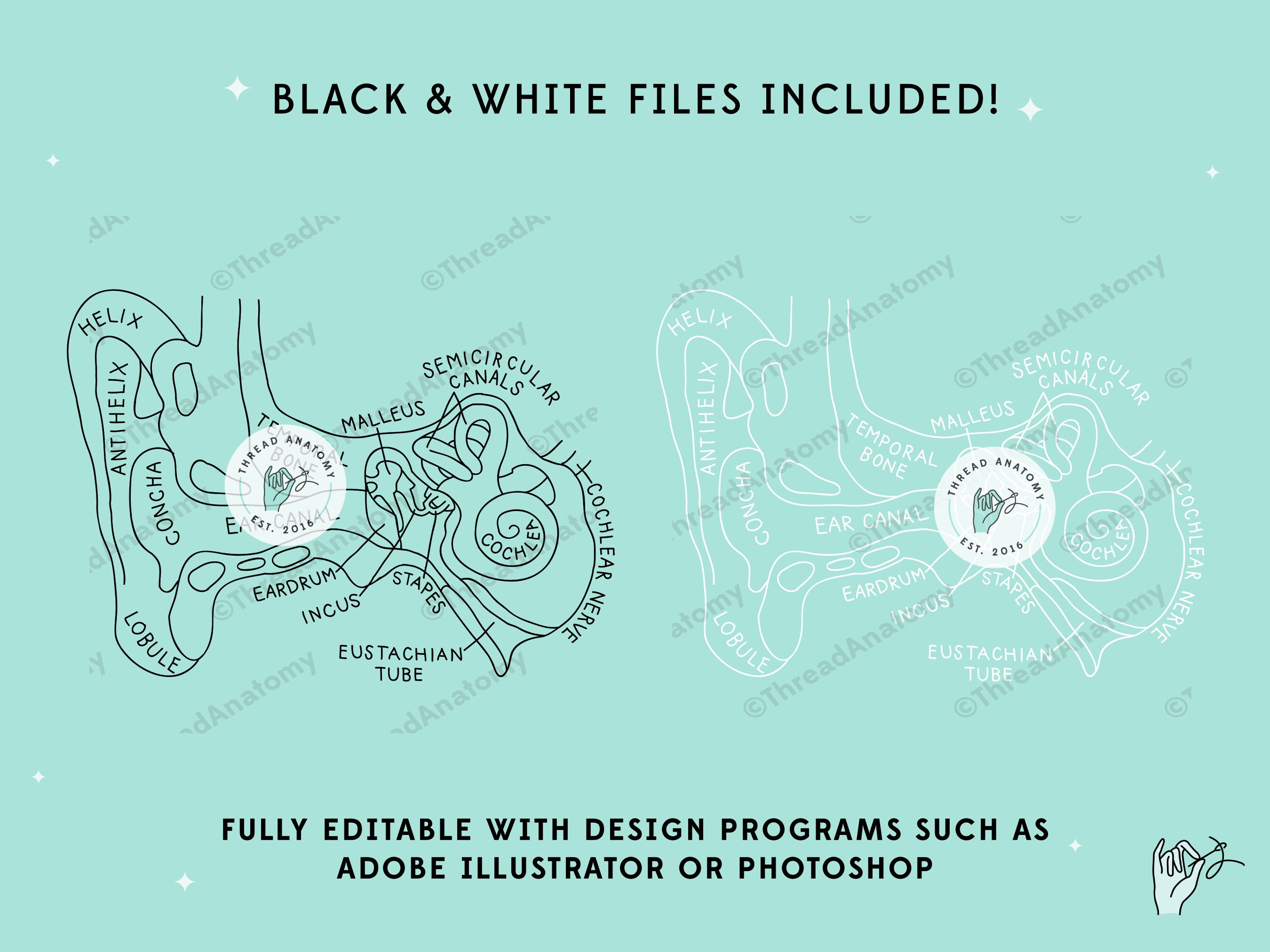 Inner Ear Anatomy SVG, Inner Ear Clipart, Inner Ear Clip Art, Audiology ...