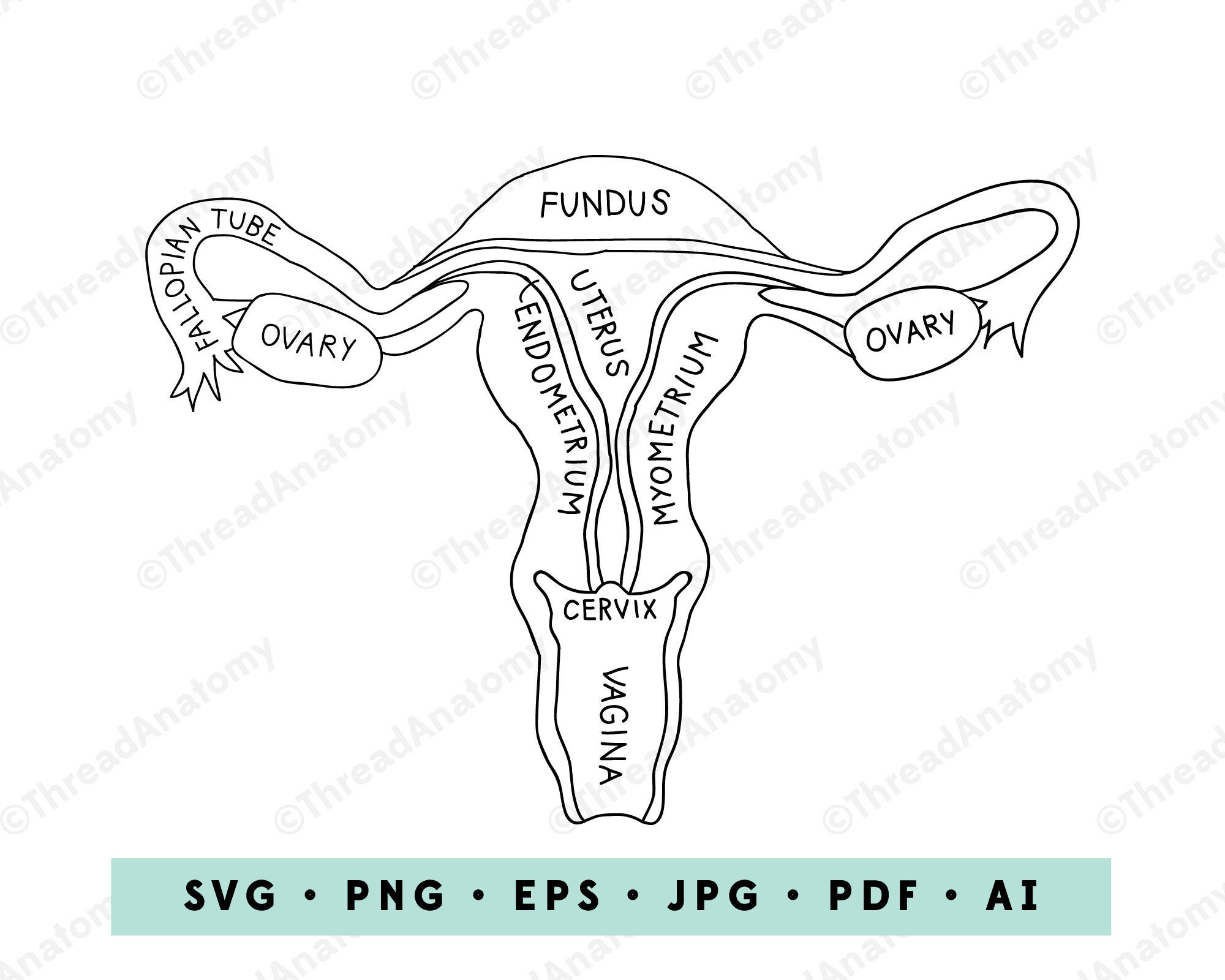 Uterus Clipart Uterus Anatomy Clip Art Uterus Graphic Etsy Singapore