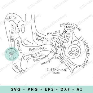 Anatomie de l'oreille interne SVG, oreille interne Clipart, oreille interne Clip Art, graphique d'audiologie, audiologie Clipart, Illustration de l'oreille interne, audiologiste