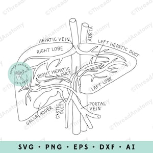 Liver SVG, Liver Anatomy Clipart, Liver Clip Art, Medical Graphic, Hepatology Clipart, Gastroenterology SVG, Anatomical Liver Illustration