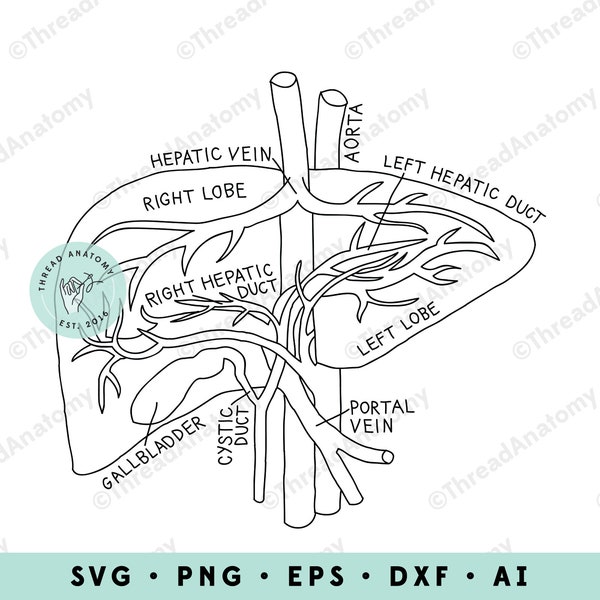 Liver SVG, Liver Anatomy Clipart, Liver Clip Art, Medical Graphic, Hepatology Clipart, Gastroenterology SVG, Anatomical Liver Illustration
