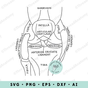 Knee Anatomy Clipart, Knee Clip Art, Knee Graphic, Knee Illustration, Anatomical Knee, Knee Anatomy Art, Medical Graphic, Physical Therapy