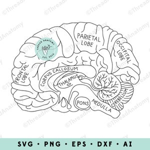 May include: A black and white line drawing of the human brain with labels for the different parts, including the frontal lobe, parietal lobe, occipital lobe, corpus callosum, thalamus, pons, medulla, and cerebellum.