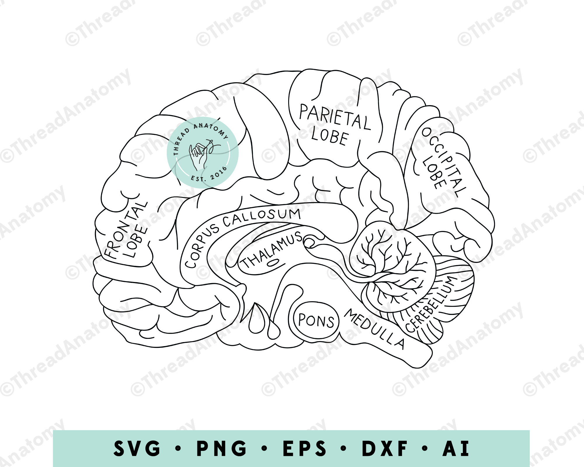 Brain Clipart, Brain Anatomy Graphic, Brain Clip Art, Anatomical Brain, Brain  Anatomy Art, Medical Illustration, Neurology, Neurologist Art - Etsy, image size:2000x1600