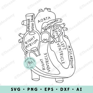 Heart Anatomy SVG, Heart Clipart, Heart Graphic, Heart Illustration, Anatomical Heart Clip Art, Medical Graphic, Cardiology, Human Heart