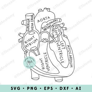 Heart Anatomy SVG, Heart Clipart, Heart Graphic, Heart Illustration, Anatomical Heart Clip Art, Medical Graphic, Cardiology, Human Heart image 1