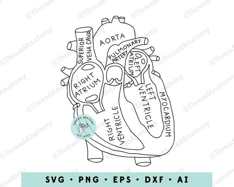Heart Anatomy SVG, Heart Clipart, Heart Graphic, Heart Illustration, Anatomical Heart Clip Art, Medical Graphic, Cardiology, Human Heart image 1