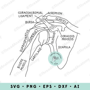 Épaule SVG, Épaule Anatomie Clip Art, Graphique de l’épaule, Illustration de l’épaule, Épaule anatomique, Physiothérapie, Clipart médical