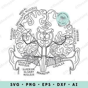 聴覚学 SVG、中枢聴覚システム、中枢聴覚システム グラフィック、聴覚学者 クリップ アート、医療グラフィック、聴覚システム グラフィック