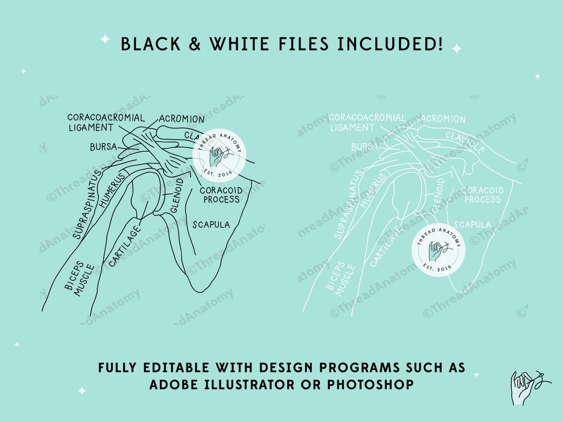 Shoulder Rocker Svg Shoulder SVG, Shoulder Anatomy Clip Art, Shoulder Graphic, Shoulder ...