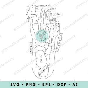 Foot Anatomy SVG, Foot Clipart, Foot Clipart, Foot Anatomy Graphic, Foot Clip Art, Anatomical Foot, Foot Illustration, Podiatrist Art