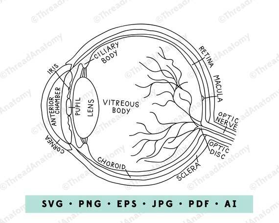 Eye Anatomy Coloring Page