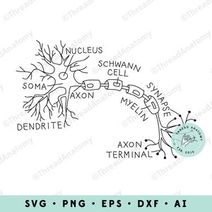 Neuron SVG, Neuron Anatomy Clipart, Neuron Clip Art, Neuron Graphic, Anatomical Neuron, Medical Graphic, Neurology, Neurologist Art