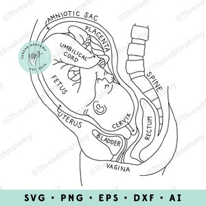 Pregnancy Anatomy SVG, Pregnancy Clipart, Fetus in Utero Clip Art, Pregnancy Graphic, Obstetrician, Medical Graphic, Pregnancy Illustration