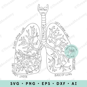 Puede incluir: Un dibujo en blanco y negro de líneas del sistema respiratorio humano, que muestra la tráquea, los bronquios y los lóbulos de los pulmones. Las etiquetas de cada parte están incluidas en la imagen.
