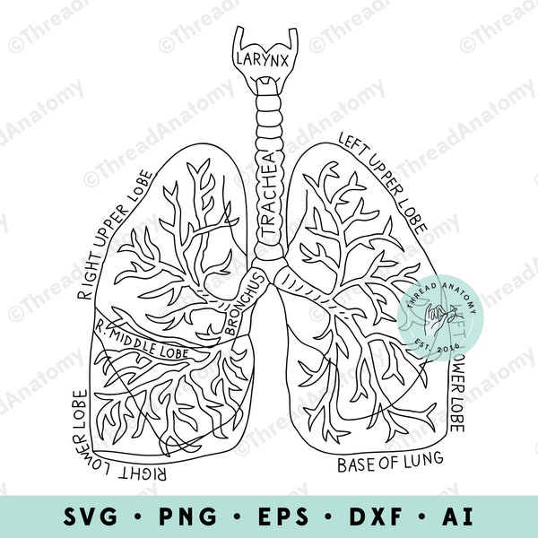 Lungs Clipart, Lung Anatomy Clipart, Lungs Graphic, Lungs Clip Art, Lungs Anatomy, Lungs Illustration, Medical Graphic, Pulmonology, Vector