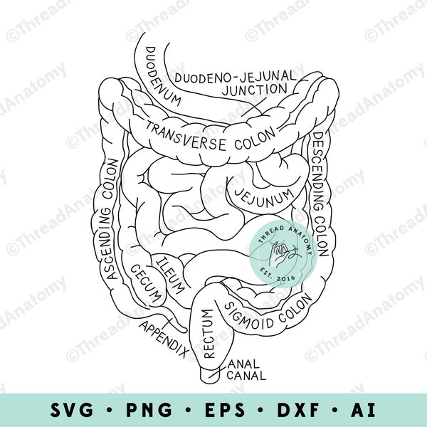 Intestines SVG, Intestines Clipart, Intestinal Anatomy Graphic, Intestines Clip Art, Intestines Illustration, Gastrointestinal Tract SVG