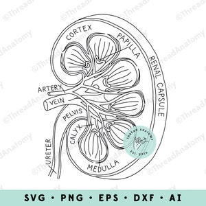 Rein SVG, Clipart d’anatomie rénale, graphique de rein, clip art anatomique de rein, urologie SVG, graphique médical, illustration d’anatomie rénale