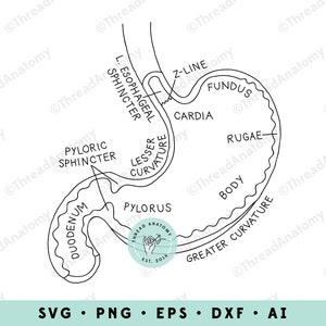 Stomach SVG, Stomach Anatomy Clipart, Stomach Clip Art, Stomach Graphic, Medical Illustration, Gastroenterology, Gastroenterologist Art