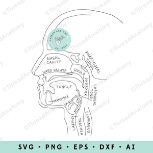 Neus & keel anatomie SVG, neus en keel clipart, ENT afbeelding, anatomische keel, medische afbeelding, ENT illustratie, anatomie afbeelding