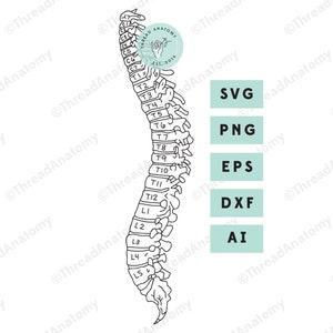 Spine SVG, Spine Clipart, Spine Anatomy Clip Art, Spine Graphic, Spine Illustration, Anatomical Spine, Physical Therapy, Chiropractor Art